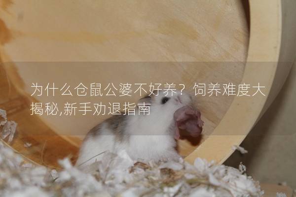 为什么仓鼠公婆不好养？饲养难度大揭秘,新手劝退指南