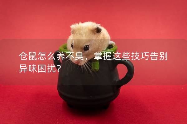 仓鼠怎么养不臭，掌握这些技巧告别异味困扰？