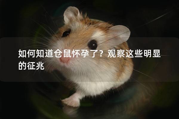 如何知道仓鼠怀孕了？观察这些明显的征兆