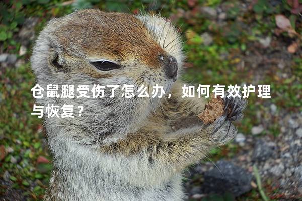 仓鼠腿受伤了怎么办，如何有效护理与恢复？