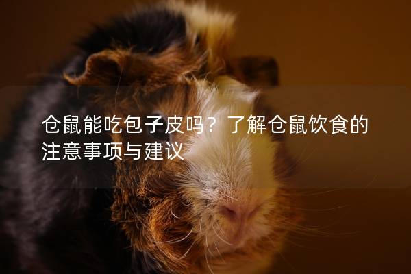 仓鼠能吃包子皮吗？了解仓鼠饮食的注意事项与建议