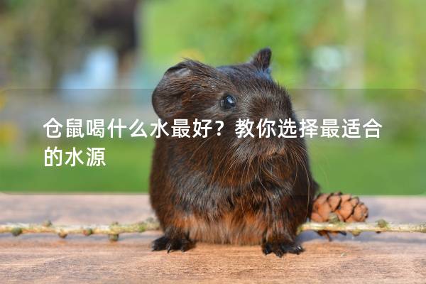 仓鼠喝什么水最好？教你选择最适合的水源