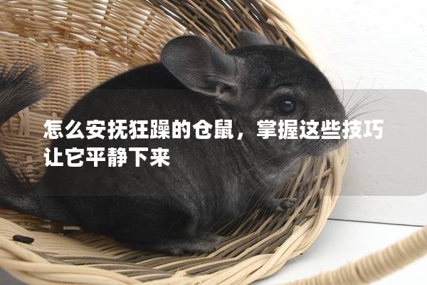 怎么安抚狂躁的仓鼠，掌握这些技巧让它平静下来