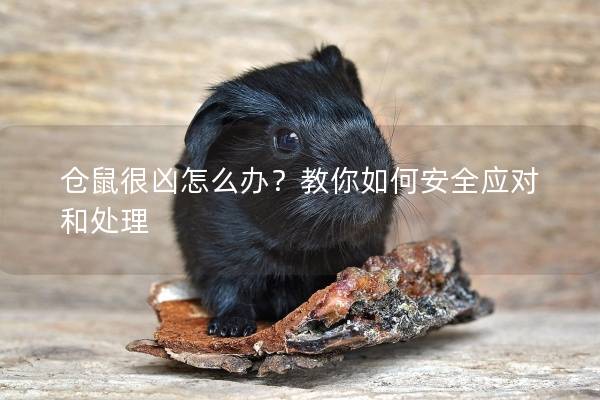 仓鼠很凶怎么办？教你如何安全应对和处理