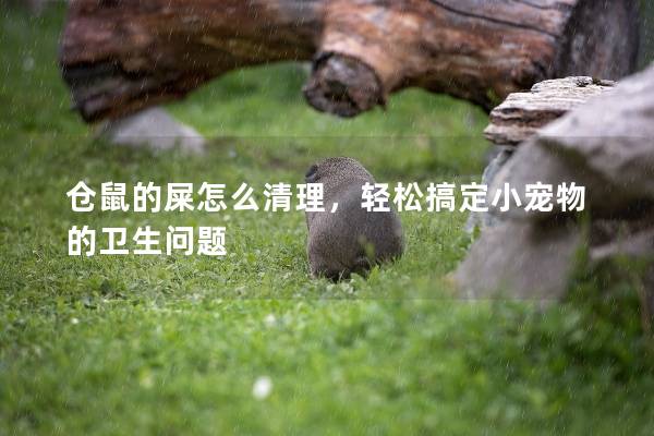 仓鼠的屎怎么清理，轻松搞定小宠物的卫生问题