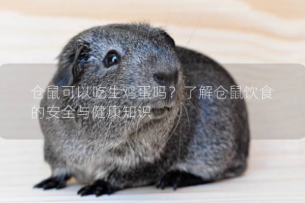 仓鼠可以吃生鸡蛋吗？了解仓鼠饮食的安全与健康知识