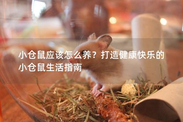 小仓鼠应该怎么养？打造健康快乐的小仓鼠生活指南