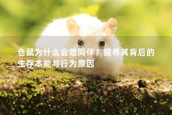 仓鼠为什么会吃同伴？探寻其背后的生存本能与行为原因