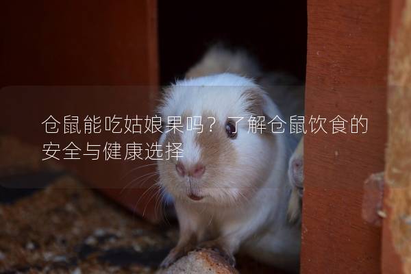 仓鼠能吃姑娘果吗？了解仓鼠饮食的安全与健康选择