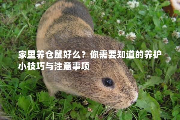 家里养仓鼠好么？你需要知道的养护小技巧与注意事项
