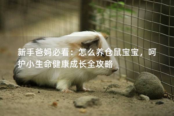 新手爸妈必看：怎么养仓鼠宝宝，呵护小生命健康成长全攻略