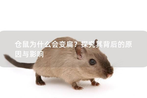 仓鼠为什么会变扁？探究其背后的原因与影响