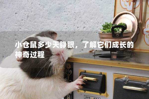 小仓鼠多少天睁眼，了解它们成长的神奇过程