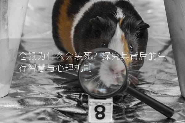 仓鼠为什么会装死？探究其背后的生存智慧与心理机制