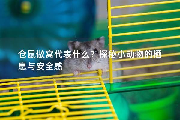 仓鼠做窝代表什么？探秘小动物的栖息与安全感
