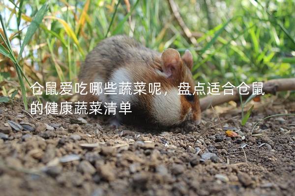 仓鼠爱吃哪些蔬菜呢，盘点适合仓鼠的健康蔬菜清单