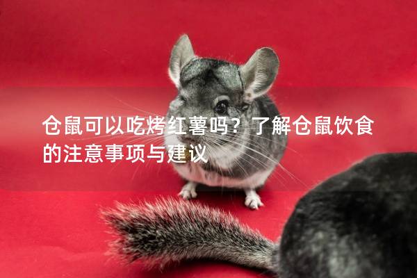 仓鼠可以吃烤红薯吗？了解仓鼠饮食的注意事项与建议