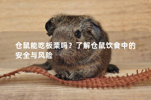 仓鼠能吃板栗吗？了解仓鼠饮食中的安全与风险