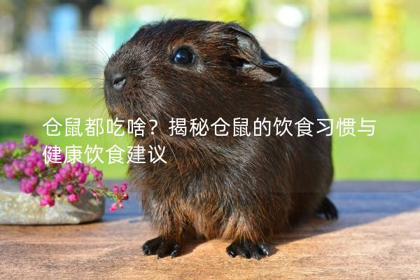 仓鼠都吃啥？揭秘仓鼠的饮食习惯与健康饮食建议