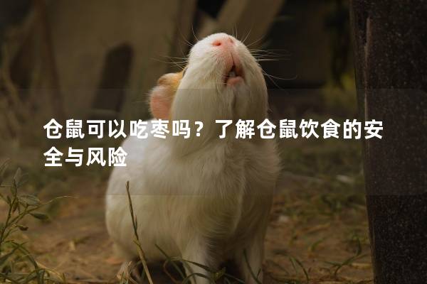 仓鼠可以吃枣吗？了解仓鼠饮食的安全与风险