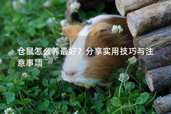 仓鼠怎么养最好？分享实用技巧与注意事项
