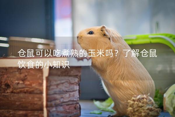 仓鼠可以吃煮熟的玉米吗？了解仓鼠饮食的小知识
