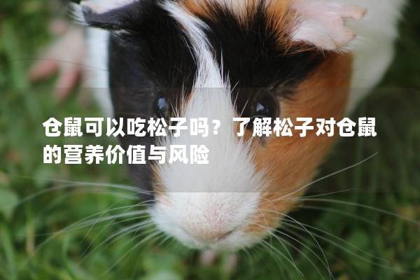 仓鼠可以吃松子吗？了解松子对仓鼠的营养价值与风险