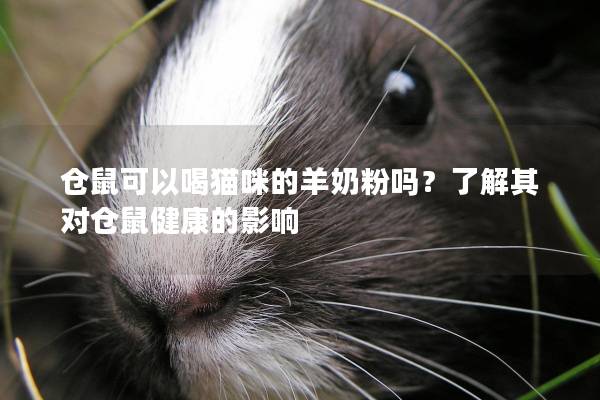 仓鼠可以喝猫咪的羊奶粉吗？了解其对仓鼠健康的影响