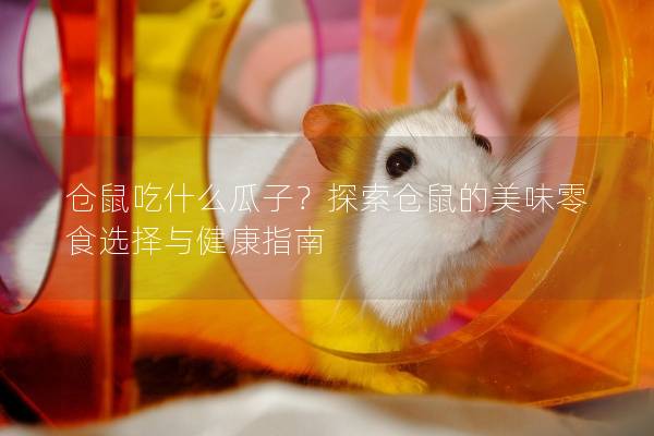 仓鼠吃什么瓜子？探索仓鼠的美味零食选择与健康指南