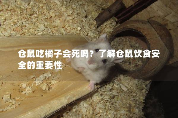 仓鼠吃橘子会死吗？了解仓鼠饮食安全的重要性