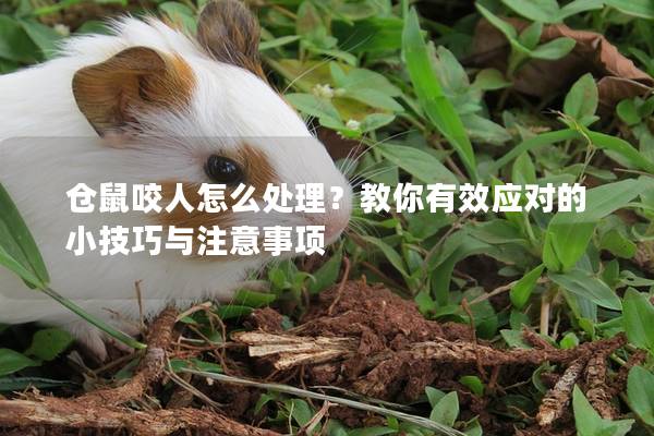 仓鼠咬人怎么处理？教你有效应对的小技巧与注意事项