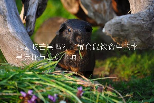 仓鼠吃芒果吗？了解仓鼠饮食中的水果选择与注意事项