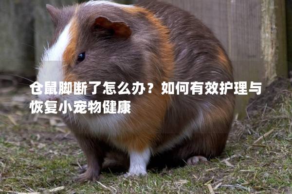 仓鼠脚断了怎么办？如何有效护理与恢复小宠物健康