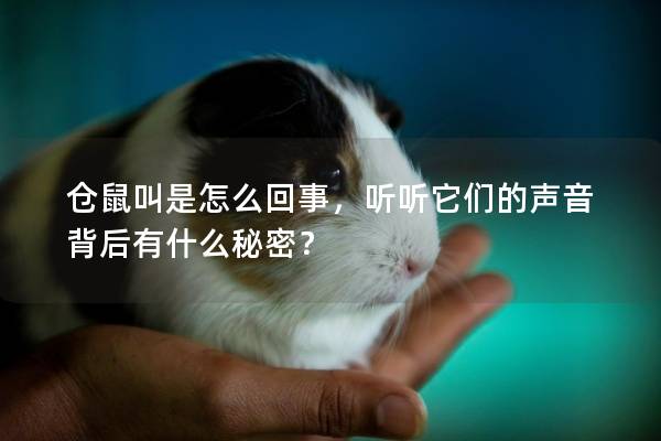 仓鼠叫是怎么回事，听听它们的声音背后有什么秘密？