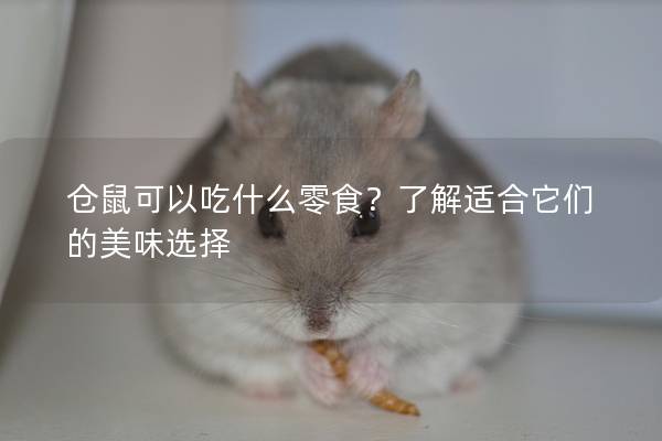 仓鼠可以吃什么零食？了解适合它们的美味选择