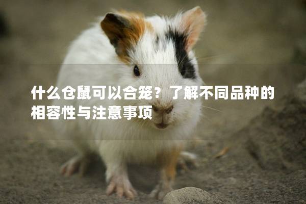 什么仓鼠可以合笼？了解不同品种的相容性与注意事项