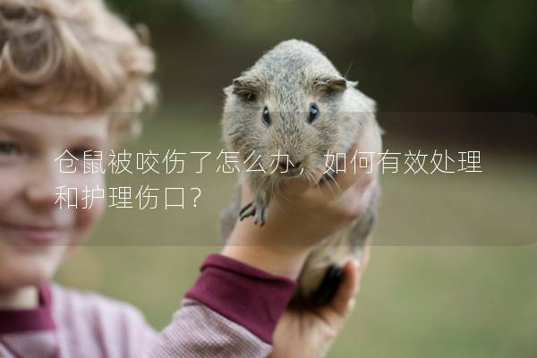 仓鼠被咬伤了怎么办，如何有效处理和护理伤口？