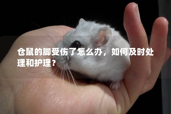仓鼠的脚受伤了怎么办，如何及时处理和护理？