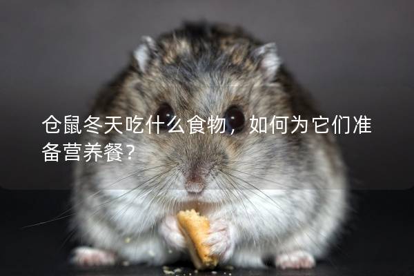 仓鼠冬天吃什么食物，如何为它们准备营养餐？