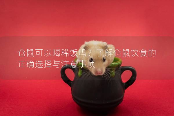 仓鼠可以喝稀饭吗？了解仓鼠饮食的正确选择与注意事项