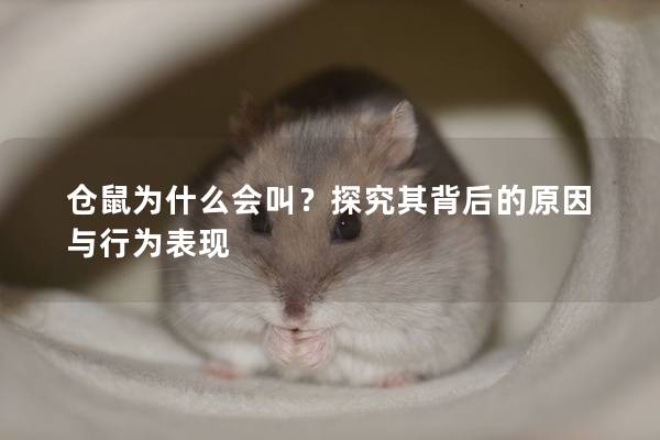 仓鼠为什么会叫？探究其背后的原因与行为表现