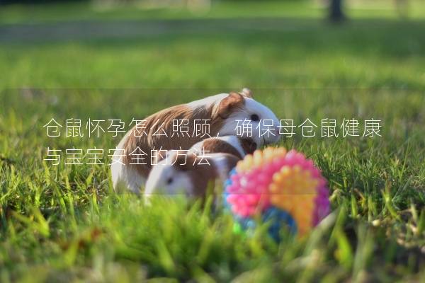 仓鼠怀孕怎么照顾，确保母仓鼠健康与宝宝安全的方法