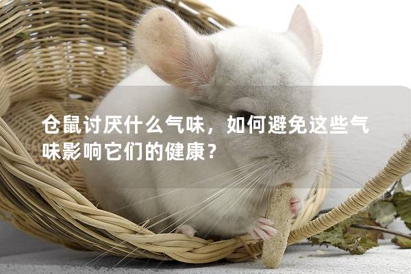 仓鼠讨厌什么气味，如何避免这些气味影响它们的健康？