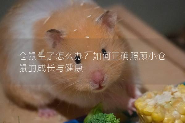 仓鼠生了怎么办？如何正确照顾小仓鼠的成长与健康