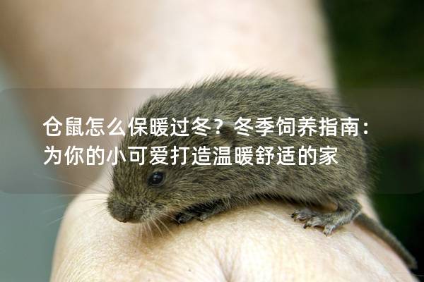 仓鼠怎么保暖过冬？冬季饲养指南：为你的小可爱打造温暖舒适的家