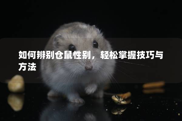 如何辨别仓鼠性别，轻松掌握技巧与方法