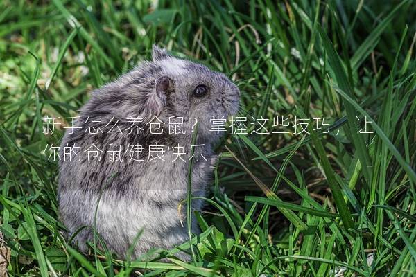 新手怎么养仓鼠？掌握这些技巧，让你的仓鼠健康快乐