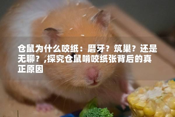 仓鼠为什么咬纸：磨牙？筑巢？还是无聊？,探究仓鼠啃咬纸张背后的真正原因