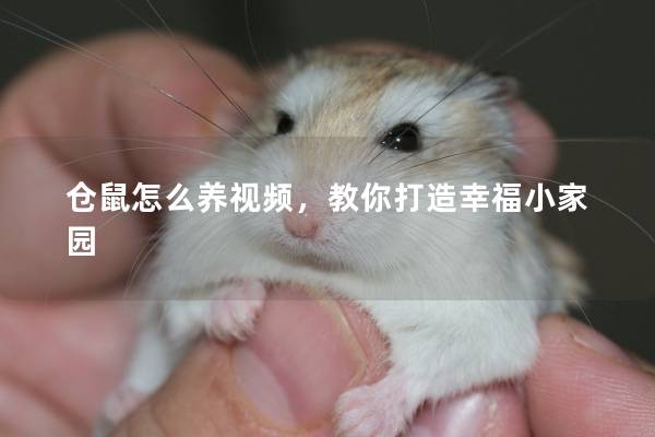 仓鼠怎么养视频，教你打造幸福小家园