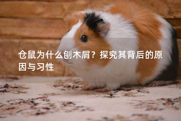 仓鼠为什么刨木屑？探究其背后的原因与习性
